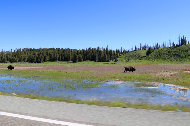 9년만에 다시 찾은 옐로우스톤(Yellowstone) 국립공원! 옐로스톤레이크를 스쳐지나서 캐년빌리지로