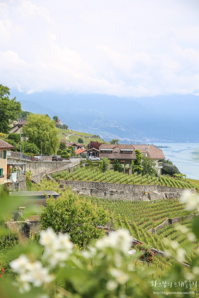 스위스자유여행코스: 로잔 라보지구 포도밭 트레킹