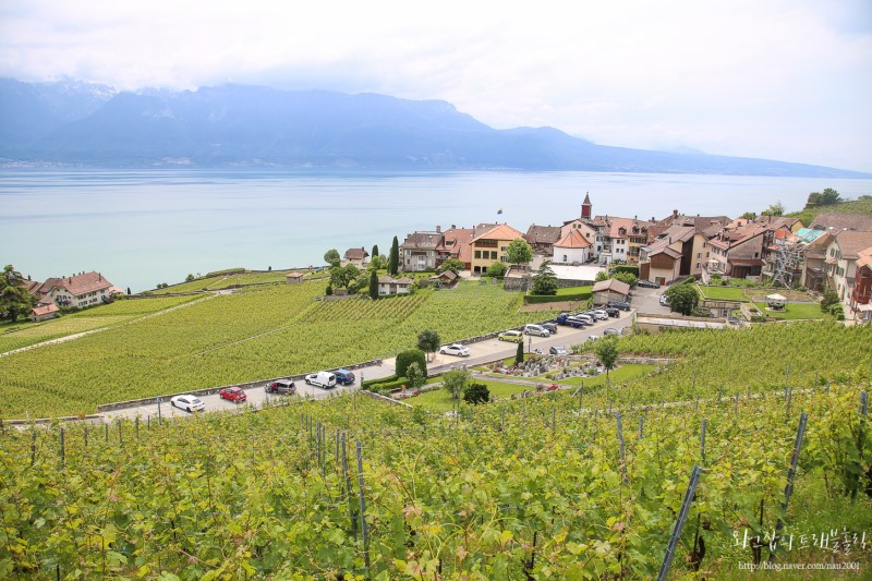 스위스자유여행코스: 로잔 라보지구 포도밭 트레킹