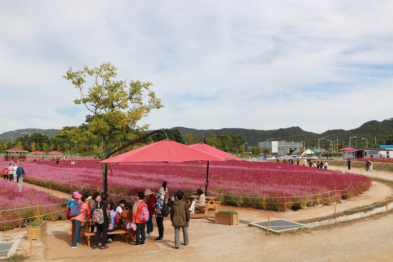 양주 나리공원 천일홍축제 핑크뮬리 찾아서