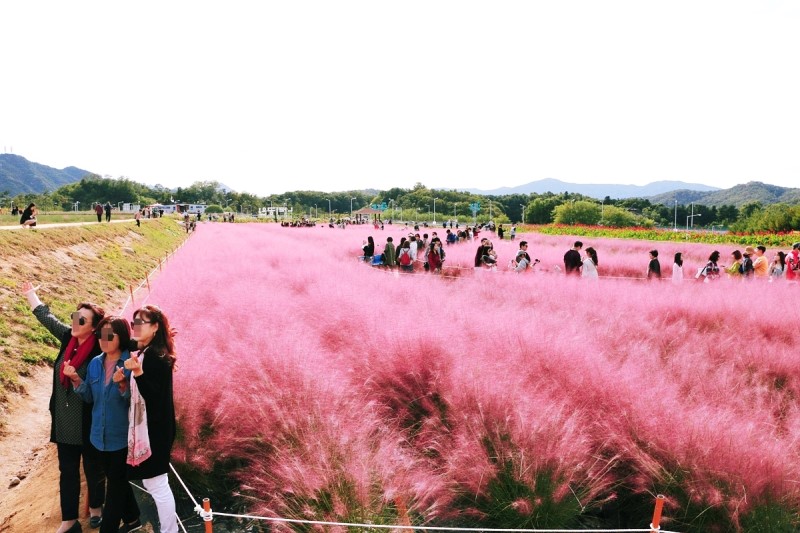 양주 나리공원 천일홍축제 핑크뮬리 찾아서
