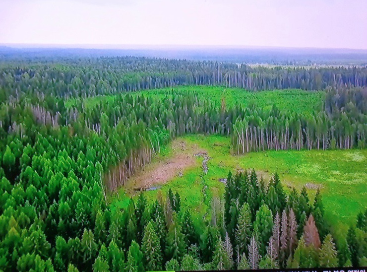  러시아의 나무껍질에 그림 그리는 여인