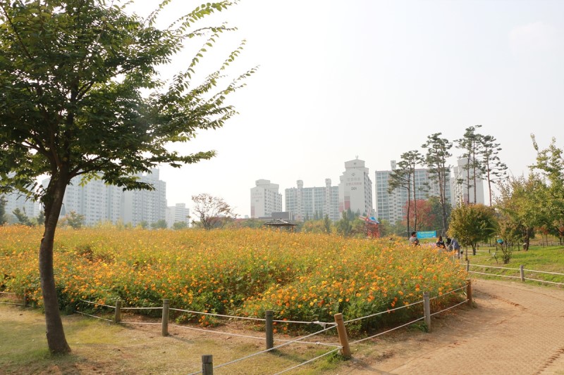 부천 가볼만한곳 부천 상동호수공원 코스모스 질 무렵