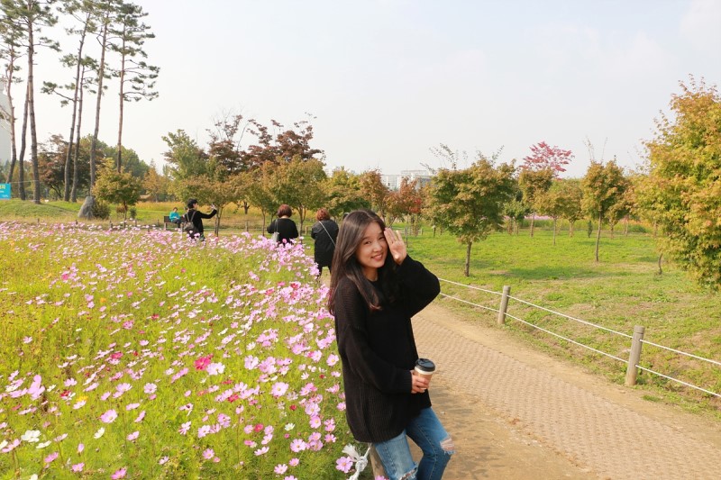 부천 가볼만한곳 부천 상동호수공원 코스모스 질 무렵