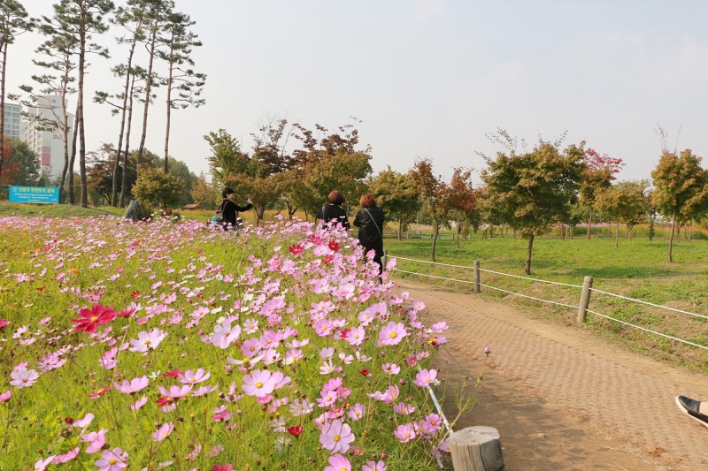 부천 가볼만한곳 부천 상동호수공원 코스모스 질 무렵