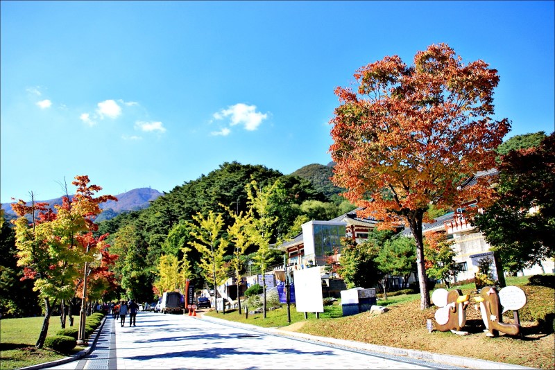 양평 단풍여행, 용문산 노오란 은행나무 소경!