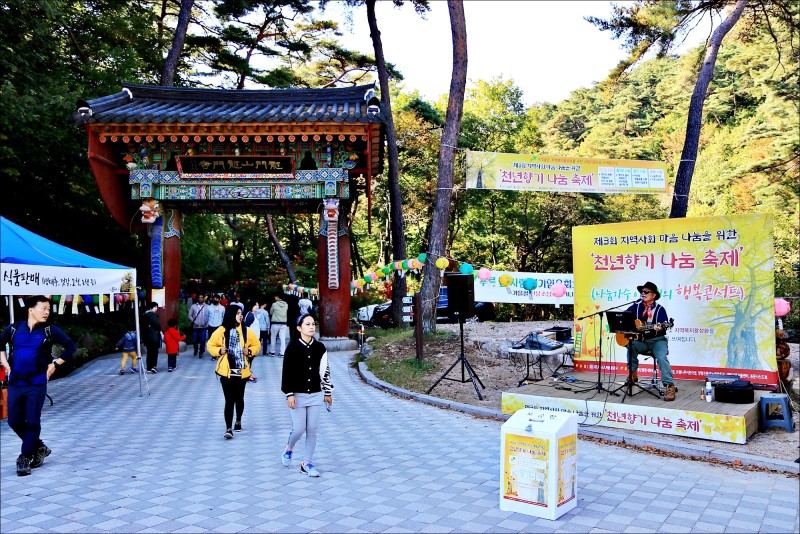 양평 단풍여행, 용문산 노오란 은행나무 소경!