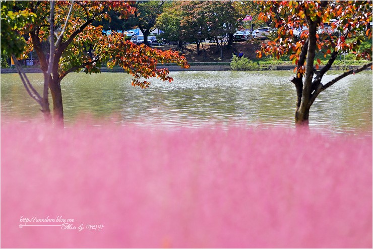 보문단지 핑크뮬리 & 페이지나인(page9) 분홍 단풍 경주 여행