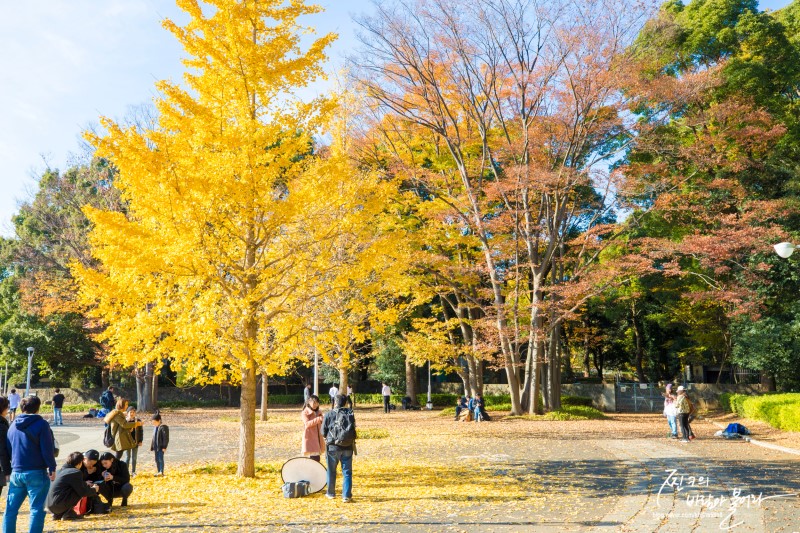 도쿄 자유여행 요요기 공원 단풍이 아름다워 !