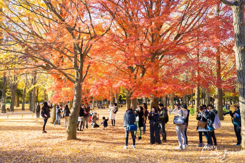 도쿄 자유여행 요요기 공원 단풍이 아름다워 !
