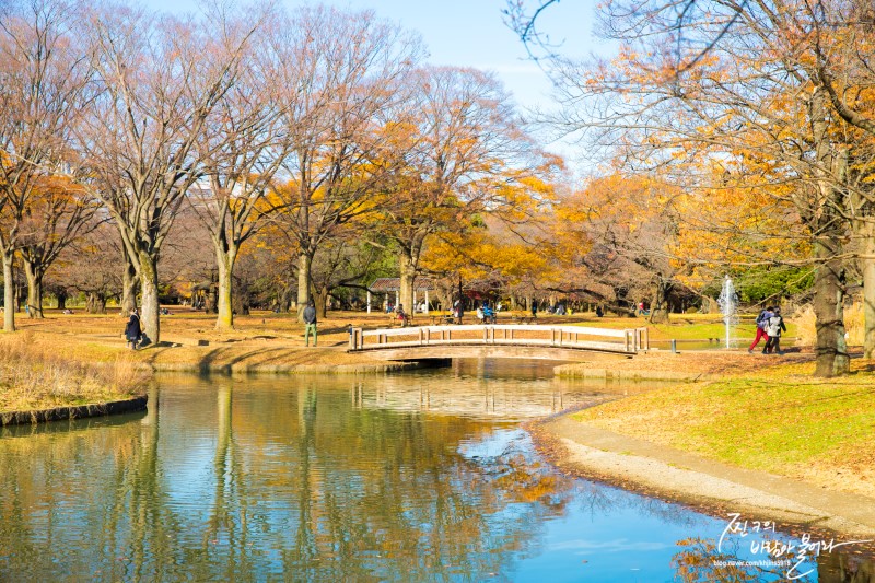 도쿄 자유여행 요요기 공원 단풍이 아름다워 !