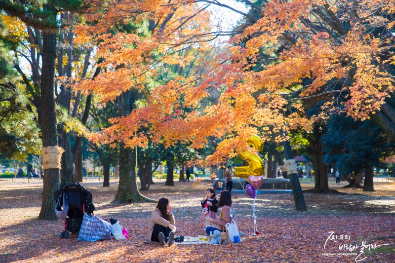 도쿄 자유여행 요요기 공원 단풍이 아름다워 !