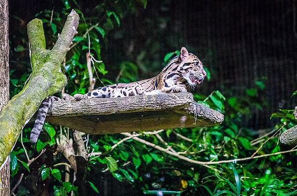 싱가포르 동물원 : 주롱새공원 / 리버사파리 / 나이트사파리