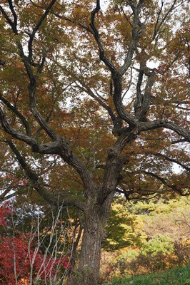  가을 여행, 공주의 태화산 마곡사(麻谷寺)  2~1