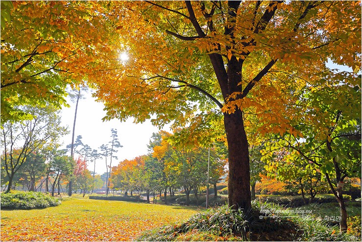 경기도 가을여행 안산 노적봉공원 단풍 물들다