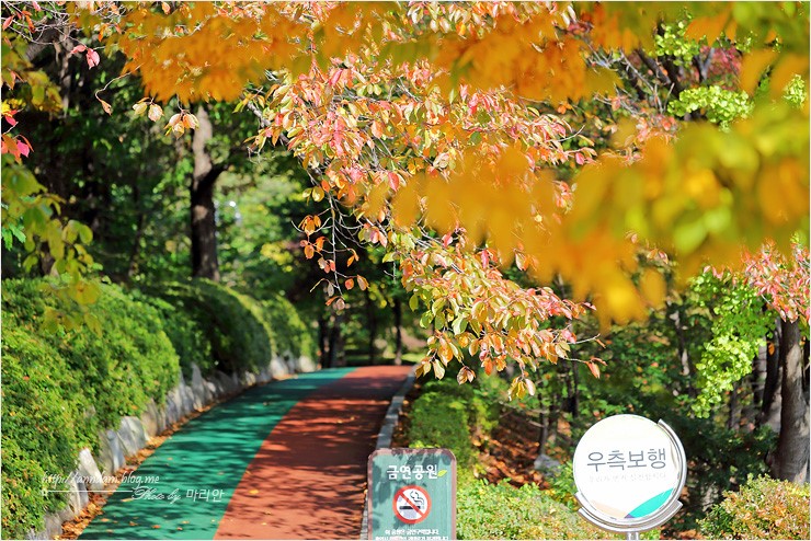 경기도 가을여행 안산 노적봉공원 단풍 물들다