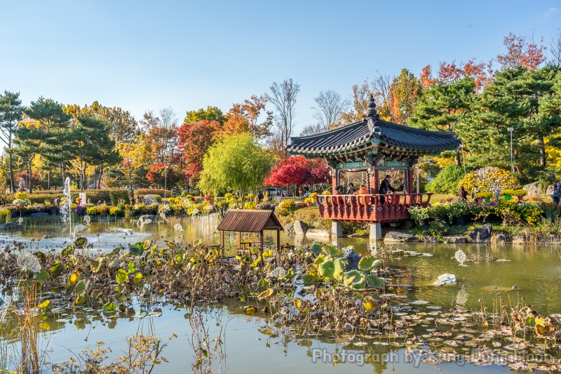 2018 가을축제 시간상 가까운 대전 유림공원 국화축제