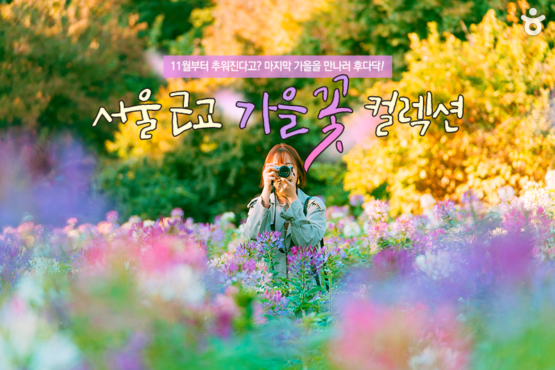 [당일치기 여행 추천] 인생사진 찍기 좋은 서울&경기 가을꽃 컬렉션