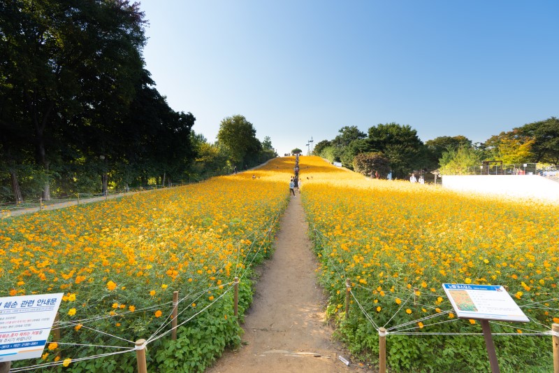 [당일치기 여행 추천] 인생사진 찍기 좋은 서울&경기 가을꽃 컬렉션