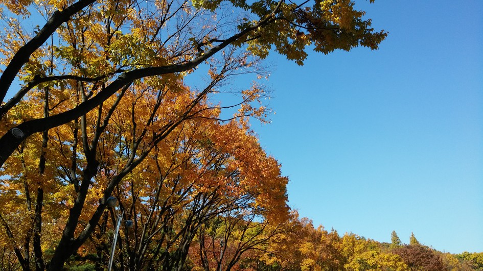  성남시 분당 탄천 낙엽 길 걷기