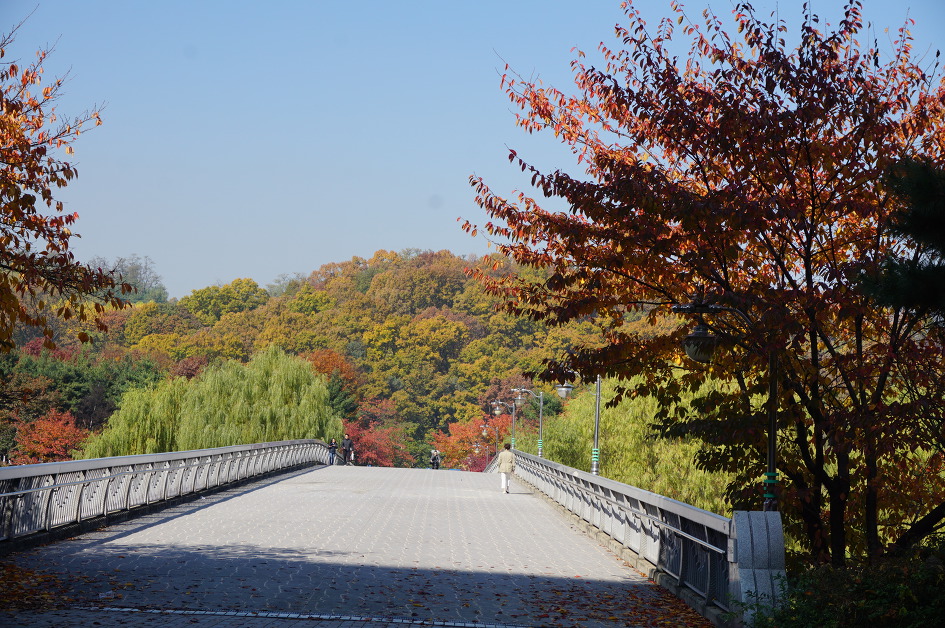  성남시 분당 탄천 낙엽 길 걷기