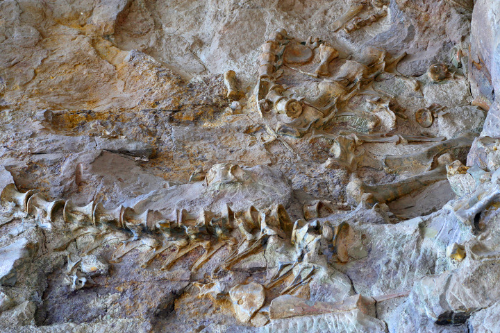 공룡 화석 발굴현장을 직접 볼 수 있는 유타주 다이너소어 준국립공원(Dinosaur National Monument)
