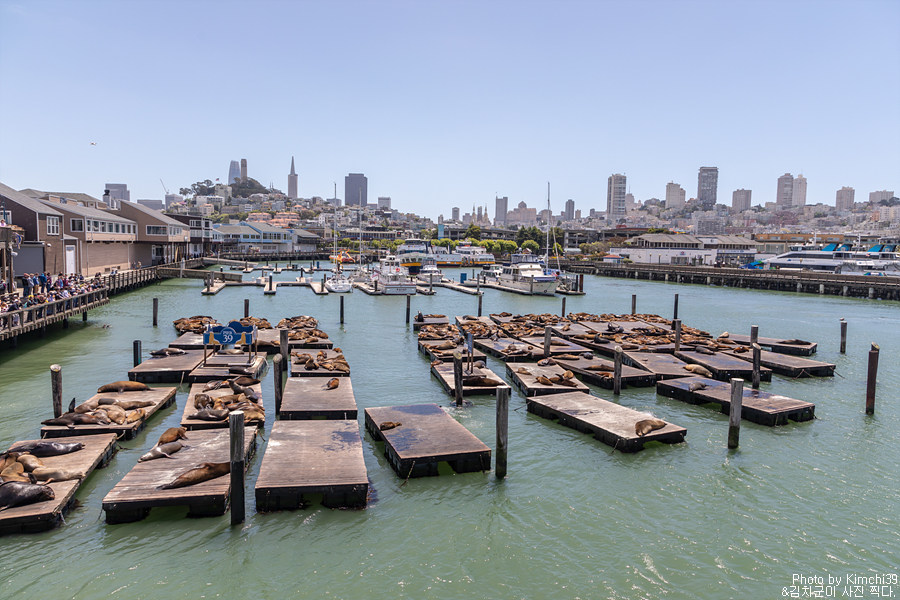 샌프란시스코 여행 - 베이 크루즈를 타고 보는 금문교와 피어39 바다사자