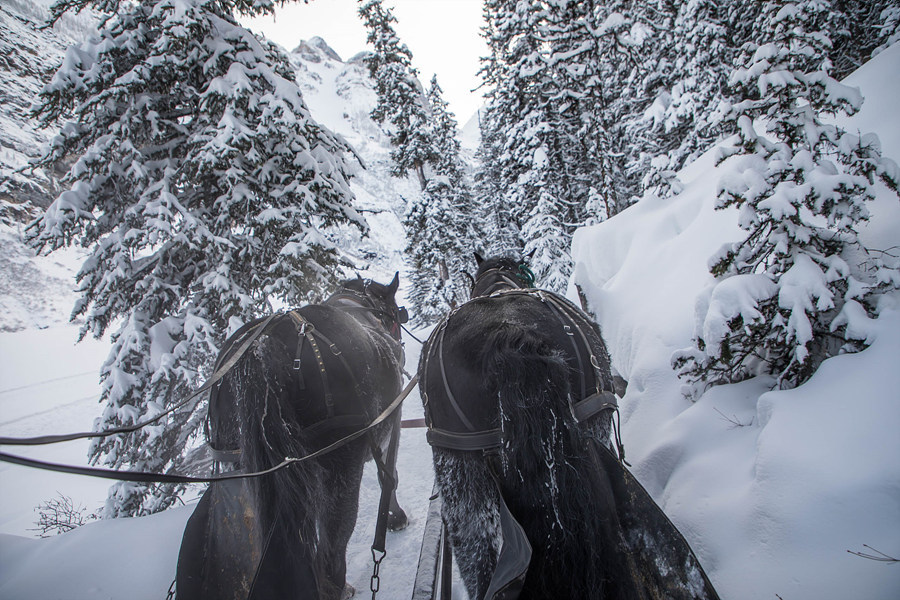 캐나다 겨울여행 - 레이크루이스의 특별한 액티비티, 말썰매(Horse Sleigh)