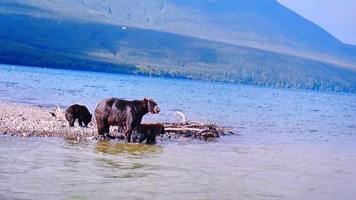  러시아, 캄차칸 반도의 연어 잡는 곰