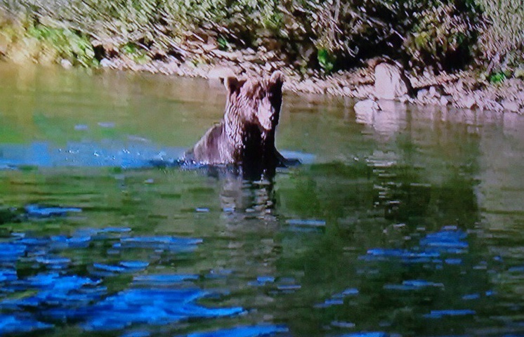  러시아, 캄차칸 반도의 연어 잡는 곰