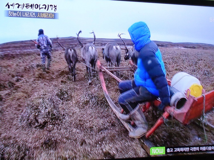  러시아,툰드라 지대의 순록 유목민