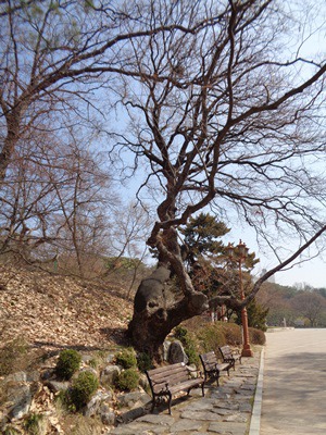  성남시의 중앙공원과 율동공원 3월 산책