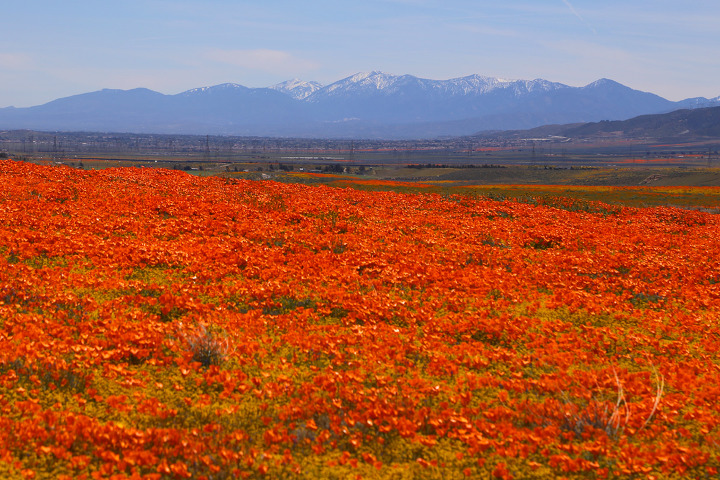 앤틸롭밸리 파피꽃 보호구역(Antelope Valley California Poppy Reserve) 주립공원의 완벽한 슈퍼블룸!
