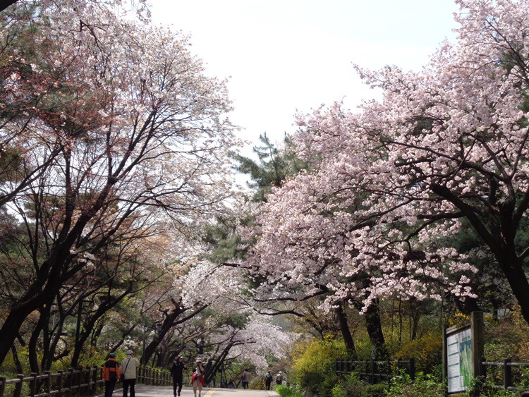  남산 벚꽃 길 걷기 2~1