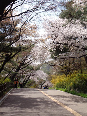  남산 벚꽃 길 걷기 2~1