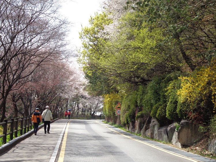  남산 벚꽃 길 걷기 2~2