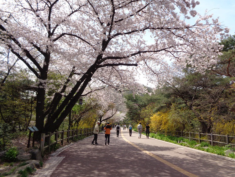  남산 벚꽃 길 걷기 2~1