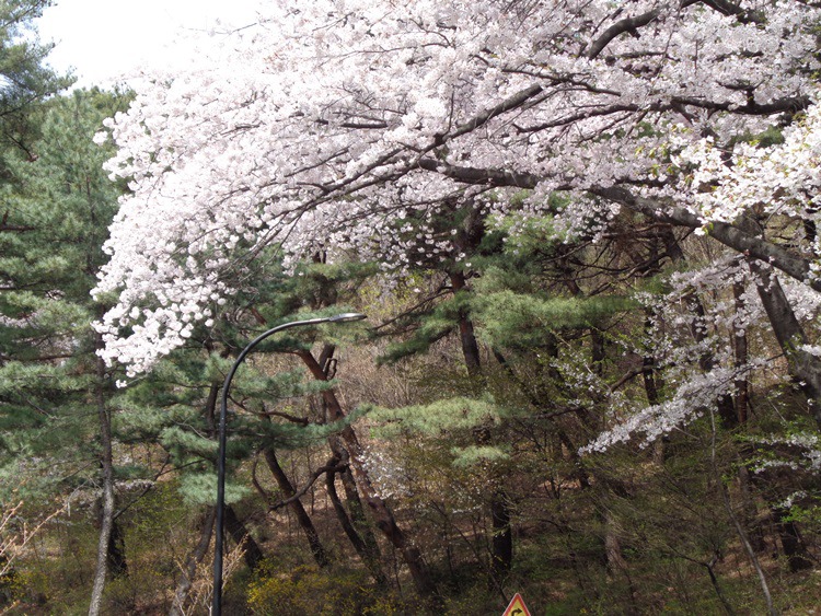  남산 벚꽃 길 걷기 2~2