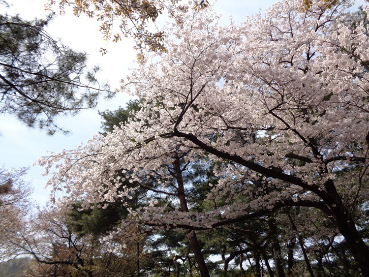  남산 벚꽃 길 걷기 2~1