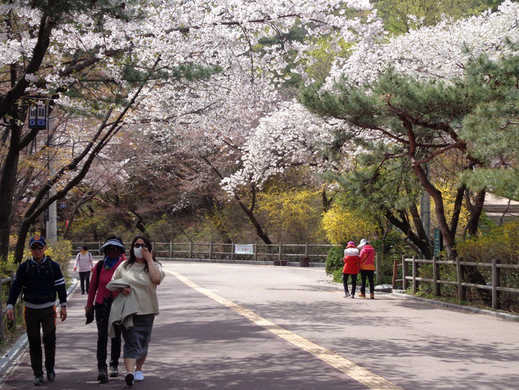  남산 벚꽃 길 걷기 2~1