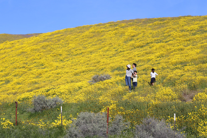 카리조플레인(Carrizo Plain) 준국립공원의 노란 야생화 언덕과 샌안드레아스 단층(San Andreas Fault)