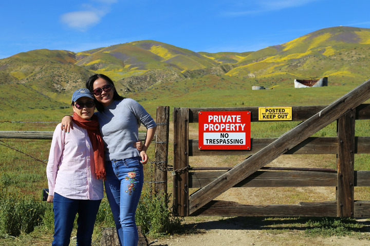 카리조플레인(Carrizo Plain) 준국립공원의 노란 야생화 언덕과 샌안드레아스 단층(San Andreas Fault)
