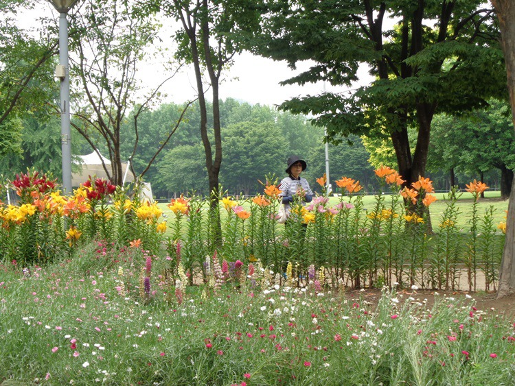  &quot;서울 숲&quot;을 걸으면서 담은 꽃들