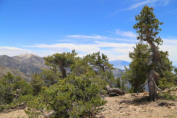 샌드투스노우(Sand to Snow) 준국립공원에 속하는 샌버나디노 봉우리(San Bernardino Peak) 등산