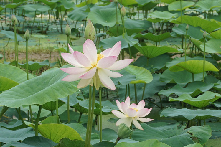  경기도 시흥시 관곡지 연꽃 테마공원 3~1