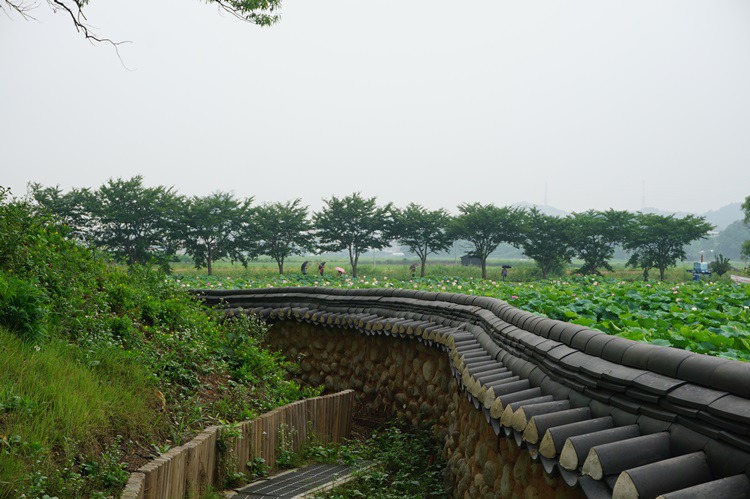  경기도 시흥시 관곡지 연꽃 테마공원 3~3