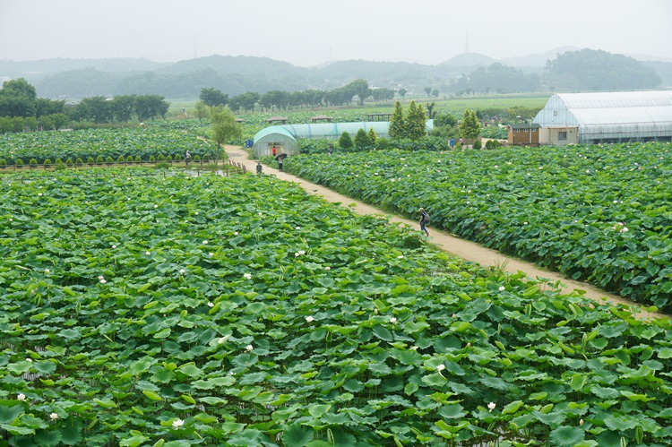  경기도 시흥시 관곡지 연꽃 테마공원 3~3