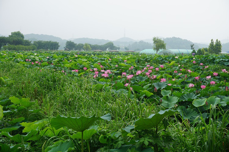  경기도 시흥시 관곡지 연꽃 테마공원 3~3