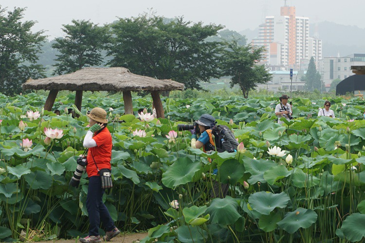  경기도 시흥시 관곡지 연꽃 테마공원 3~3