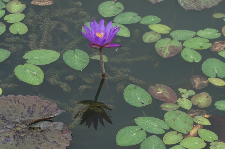  경기도 시흥시 관곡지 연꽃 테마공원 3~3